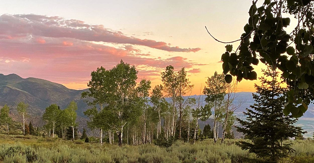 Utah Forest