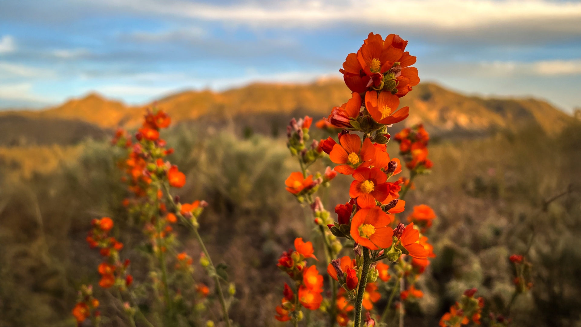 Wild Flower